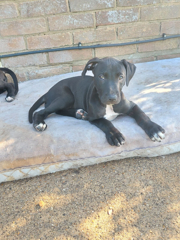Bull x bitch pup