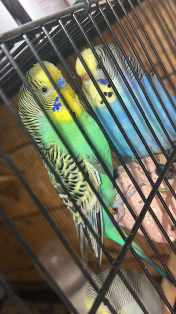 4 budgies to go to a new home