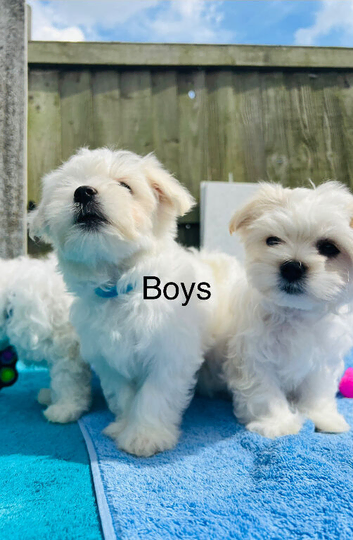 Maltese hypoallergenic puppies -3 boys available