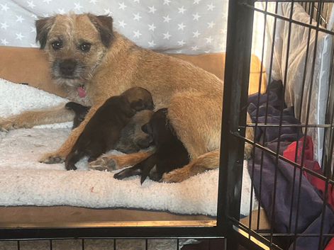 Home Bred Border Terrier Puppies