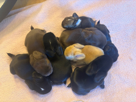 Newborn baby lops