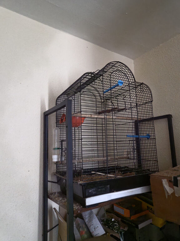 2 budgies for sale