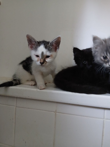 Beautiful kittens