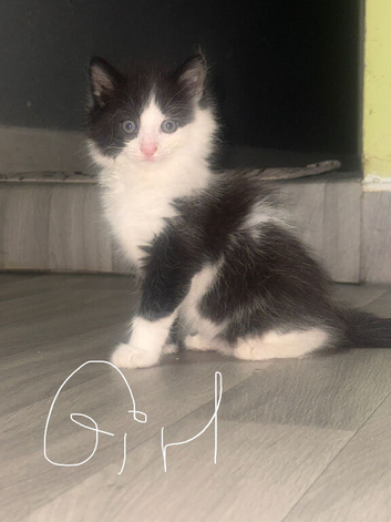 1 Kitten girl looking home