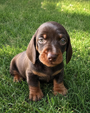 mini dashund