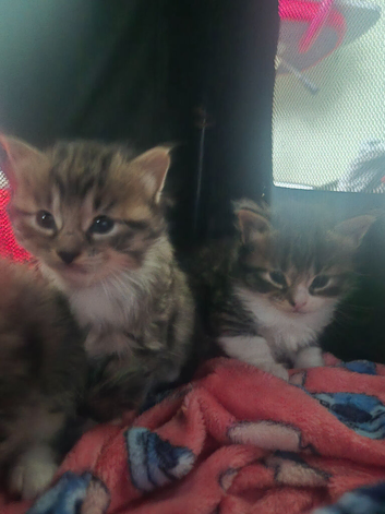 6 gorgeous kittens