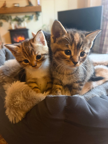 Beautiful kittens