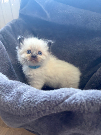 Ragdoll kittens