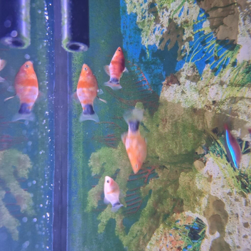 Fish