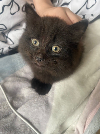 2 x boy kittens black but slight tabby markings in the light