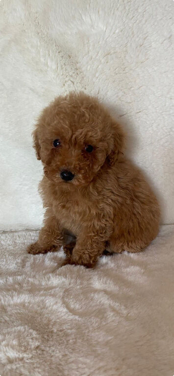 F1bb cockapoo puppies ready to leave