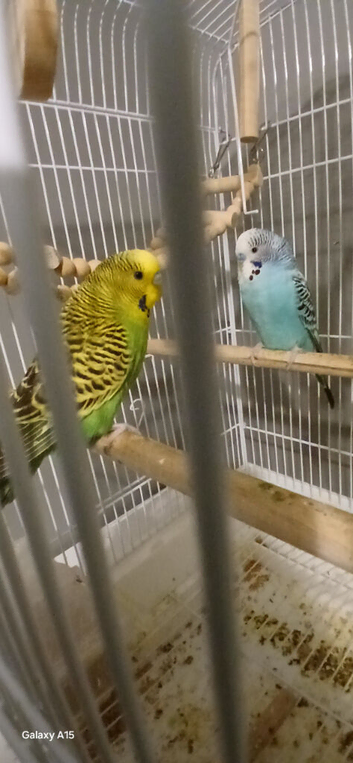 Blue and green budgie