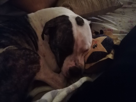 Female American Bulldog for rehome.