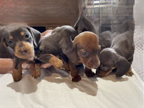 Litter of mixed boy and girls