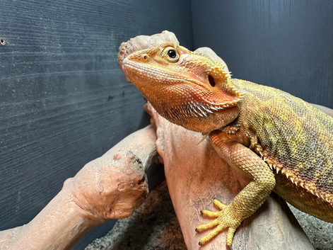 Bearded dragon pair for sale