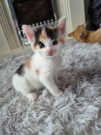 Gorgeous Half-Bengal Cross Kittens