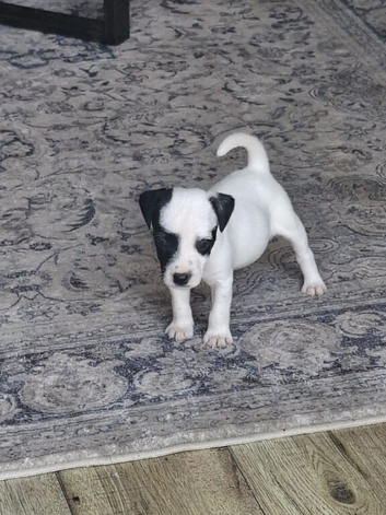 Jack Russell Puppies for sale