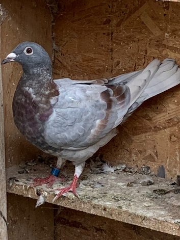Ash bar racer pigeon 2026 RPRA ring