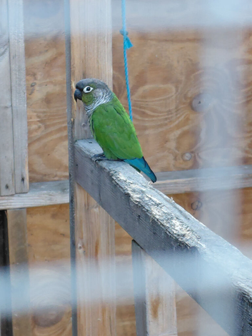 2 conures. &pound;175 each