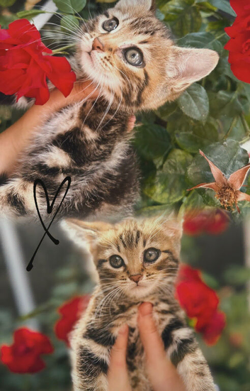 5 beautiful Scottish Fold x Tabby mix kittens ready for their new homes.