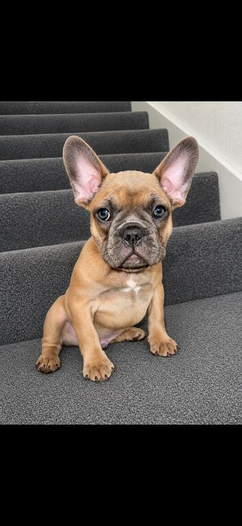 Beautiful frenchies for sale.