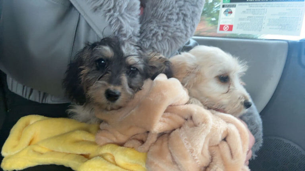 Cockapoo girls