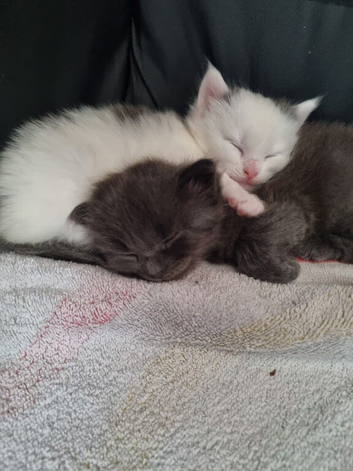 Boy and girl ragdoll