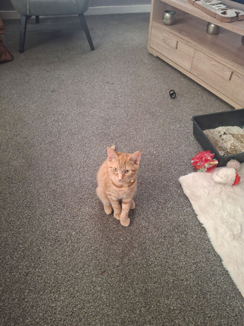 Ginger kitten