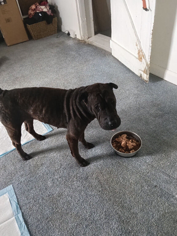 Black sharpei female