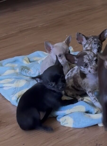 2 left!! 5* purebred apple head chihuahuas