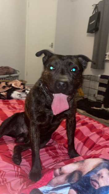 Lovely boy needing a new home
