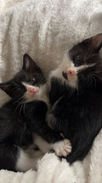 beautiful kittens now ready for their forever homes