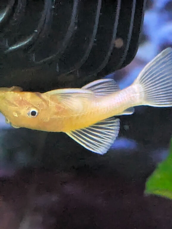 L144 blue eyed lemon plecos