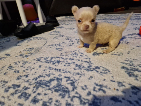 5 chihuahua puppy's