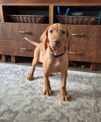 Beautiful Hungarian Vizsla Puppies