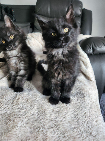Maine coon pure breed kitten for sale