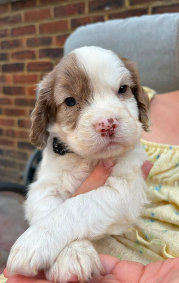 Cocker spaniel puppies for sale