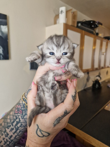 Chinchilla / ragdoll