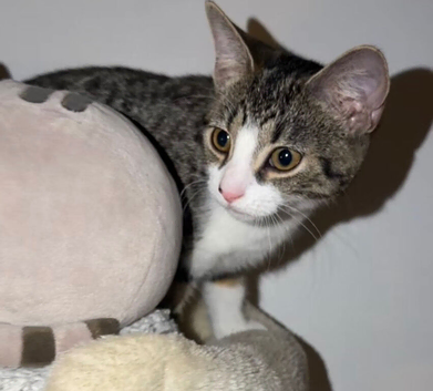 X2 Beautiful 5 month old kittens