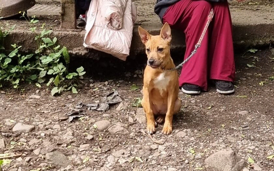 Beautiful staffy X collie