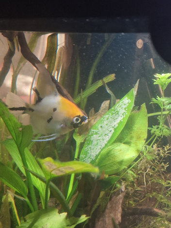 Mature angelfish pair