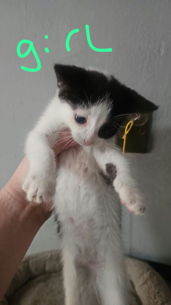 Black and white kitten female