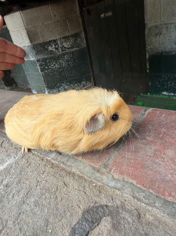 Gorgeous baby guineas READY now