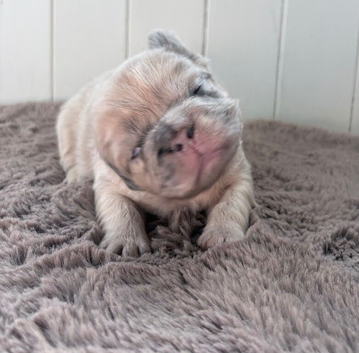 Beautiful fluffy and straight frenchies - family raised - only 3 left