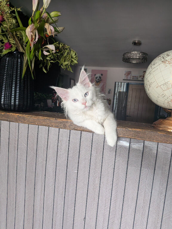Ready Now TICA Pedigree Blue Eyed Mainecoon Kitten