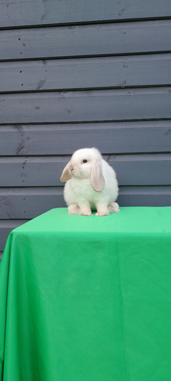 Purebred mini lops REDUCED TO SELL