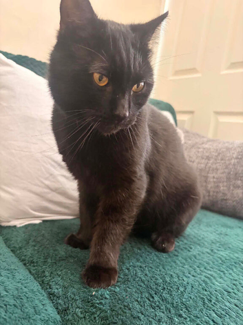 Male black cat