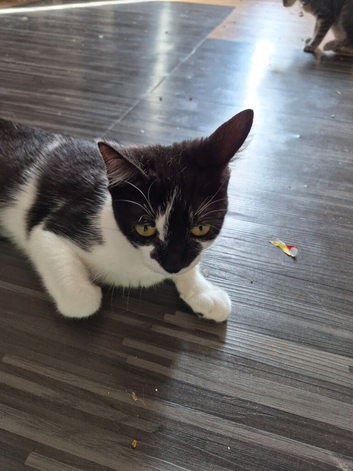 Lovely Female Cat Looking For Loving Home