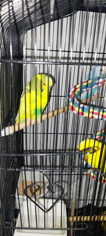 3 budgies with cage