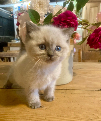 BEAUTIFUL Ragdoll X kittens